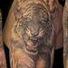 Tattoos - Tiger - 94952
